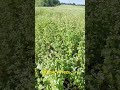 Зацвіла гречка. Взяток з липи відсутній