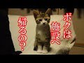 かわいい子猫が突然お家にやってきた-その時、先住猫達は・・・?!4日目-kitten came to our house 5