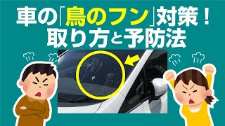 【掃除】車の「鳥のフン」対策！取り方と予防法【よく落とされる】