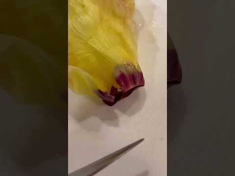 超貴重 花オクラのおひたし