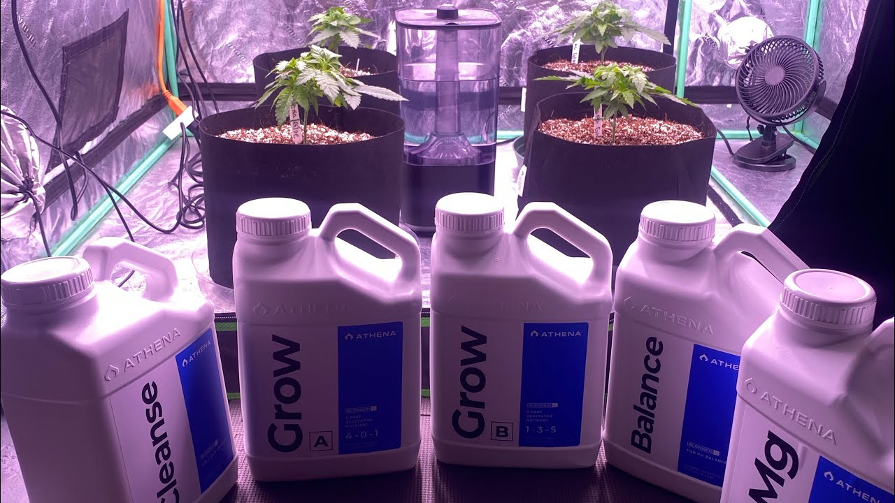 HOW TO USE ATHENA BLENDED FOR BEGINNERS ‼️