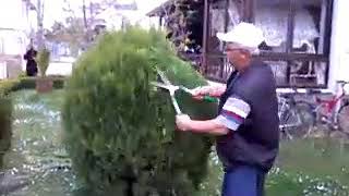 Budama Çalişmasi