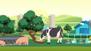 Circular Solutions - Sustainability in the Animal Feed Industry