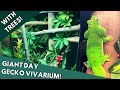 DAY GECKO ENCLOSURE- FINISHED! PART 4