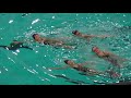 06  Spectacle de noël, 18 déc 2016 piscine Flamants Roses