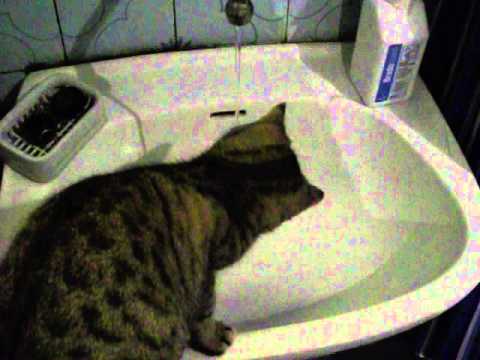 Videó: A macskák szeretik a vizet?