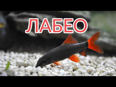 ЛАБЕО. СОДЕРЖАНИЕ, УХОД, КОРМЛЕНИЕ, РАЗМНОЖЕНИЕ, СОВМЕСТИМОСТЬ.