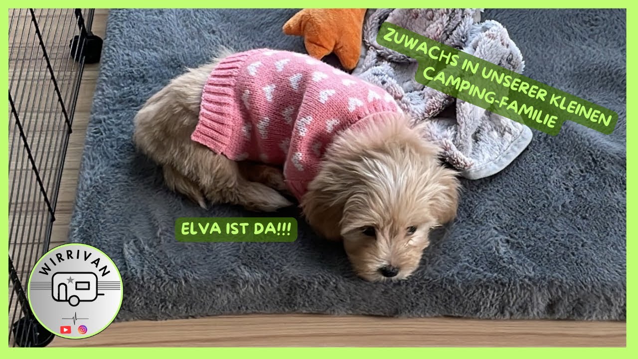 Zuwachs in unserer kleinen Camping-Familie - Elva ist da!!!