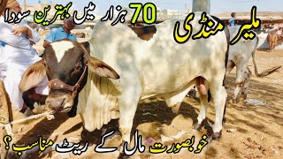 Malir Mandi Karachi Cattle Rates Update | 1 November 2022 |  Cow Mandi 2023