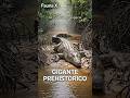 Así crece un cocodrilo de agua salada #cocodrilo #animales #depredador