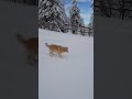 They Love Snow ❄️ #animalshorts #love #dogs