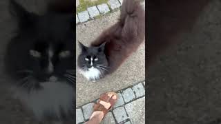 Why this cat follow me