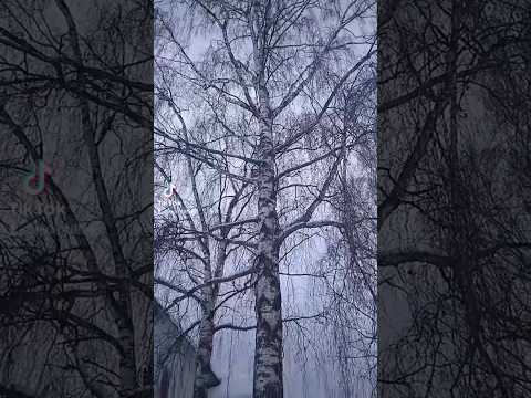 Береза-символ России. #берёза #русскиеберезы#интересныефакты #хочувсезнать