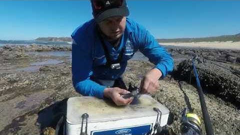 HOW to make a SQUID BAIT! MY FAVOURITE KOB BAIT! Bait Demo! Ink Sack is the Secret! ZLF