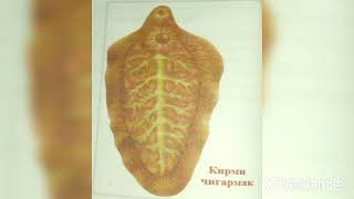 картинка: ТИПИ ПАҲНКИРМҲО ( БАНДКИРМИ ГОВ, ЭХИНОКОК ВА КИРМИ ҶИГАРМАК).