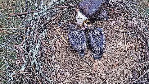 e#339 | Review mother birds brings food to feed her babies | bird nest with nature life #baldeagle