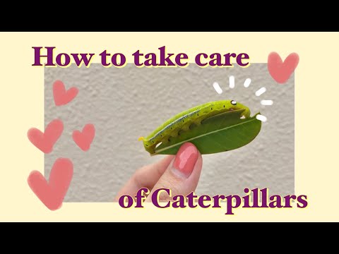 Video: Merawat Rama-rama Tebuan Oleander Berbintik: Maklumat Mengenai Kitaran Hayat Oleander Caterpillar