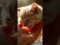Everyone Ignored This Blind Kitten... Until This Happened 💔🐱 #cat #pets #reels