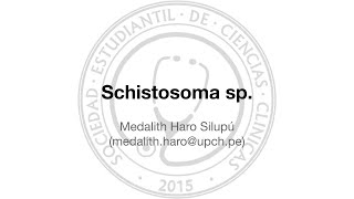Schistosoma sp.