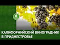 Калифорнийский виноградник в Приднестровье. 6 соток 25.10.2021