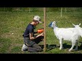 Reorganizing the Enclosures for Goats