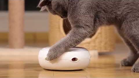 PetFusion POUNCE Interactive Cat Toy with rotating Feather.
