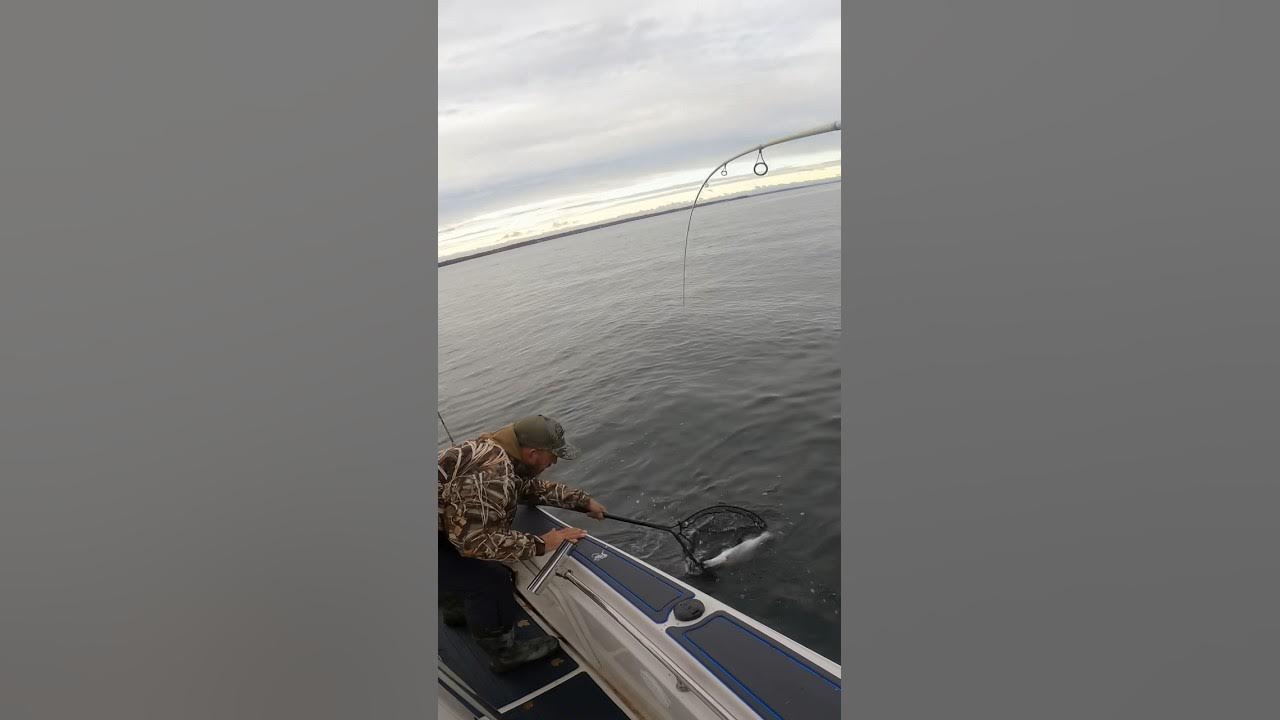 Chesapeake Bay Rockfish Jigging! YouTube