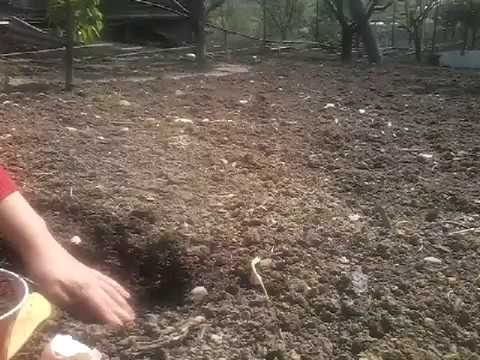 Video: Cum Se Pune Rădăcina