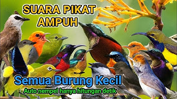 Suara pikat burung kecil suara ribut ANTI GAGAL
