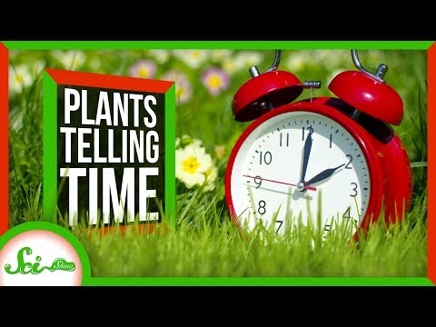 How Plants Tell Time thumbnail