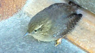 Winter Wren Visits the Wrenn's Front Porch