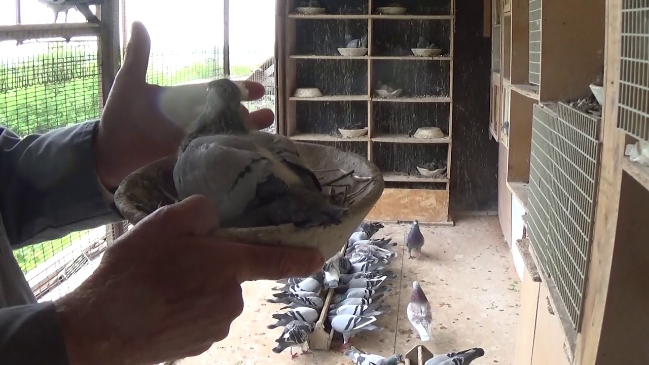 Galambmustra Meixnernél