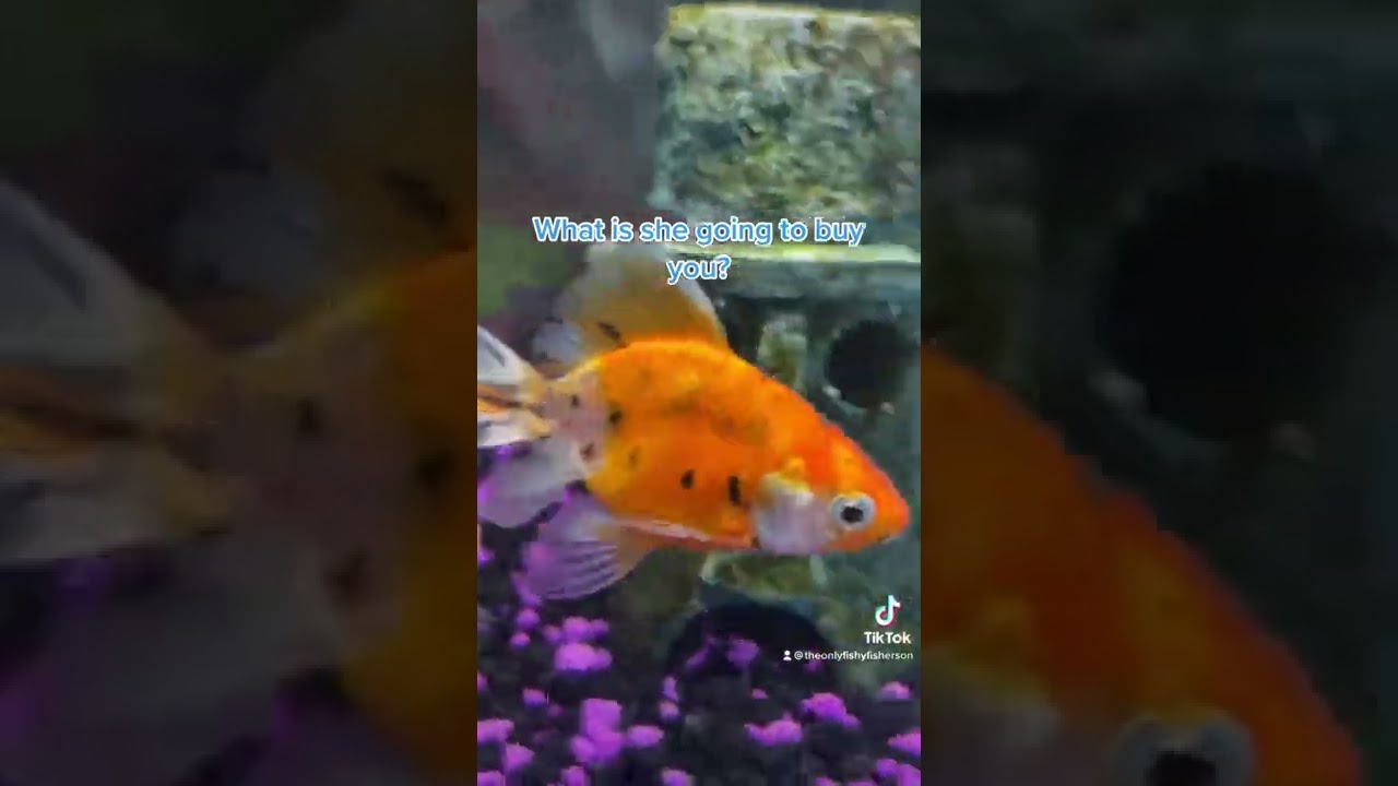 Mockingbird dumb and dumber. Fishy YouTube