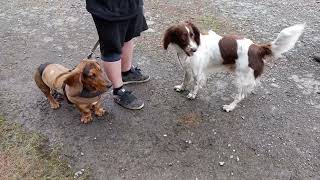 Clyde Meets a Friend by ClydeBasset 162 views 1 month ago 1 minute, 46 seconds