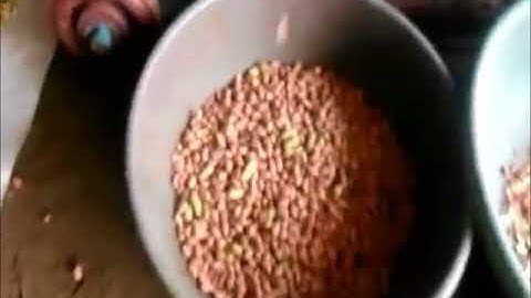 peanut shelling machine 100kg video