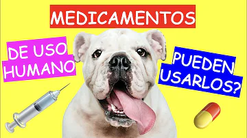 ¿Es seguro utilizar pomada humana en perros?