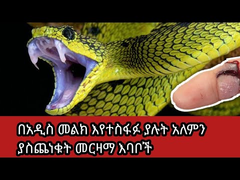 አለማችንን ያስጨነቀው እባብ እና       የአለማችን ረጅሙ ዘንዶ phyton|snake||venomous snak||እውነታዎች|