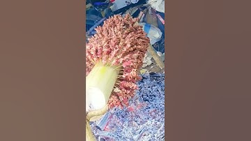 Thumbnail of cara bakar sate yang praktis tanpa ribet