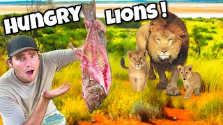 Feeding Fish To Hungry Lion Pride !