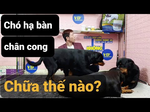Video: 10 cách tự nhiên để giảm đau khớp Rottweiler của bạn
