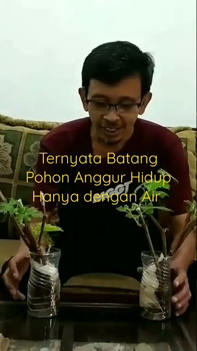 stek batang pohon anggur