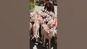 الله مباشره من سوق القلعة س 40 خروف صردي 0627221893 