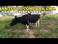 ANTES DE COMPRAR UMA VACA ASSISTA ESSE VÍDEO