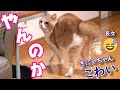 やんのかステップで長女を挑発する猫【スコティッシュフォールド】【アビシニアン】