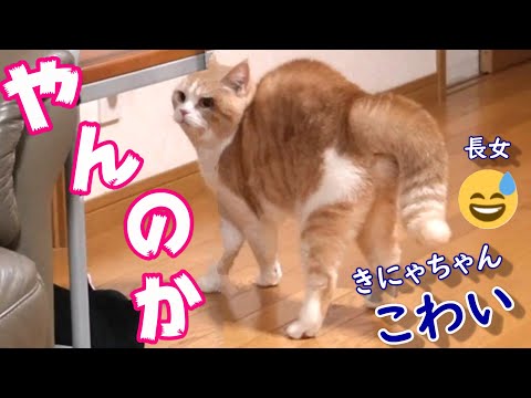 やんのかステップで長女を挑発する猫【スコティッシュフォールド】【アビシニアン】