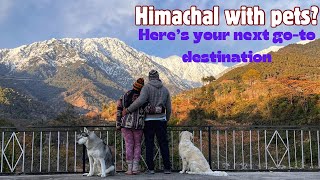 Palampur | Beautiful pet friendly homestay by ChicAsh Adventures 396 views 1 day ago 13 minutes, 51 seconds