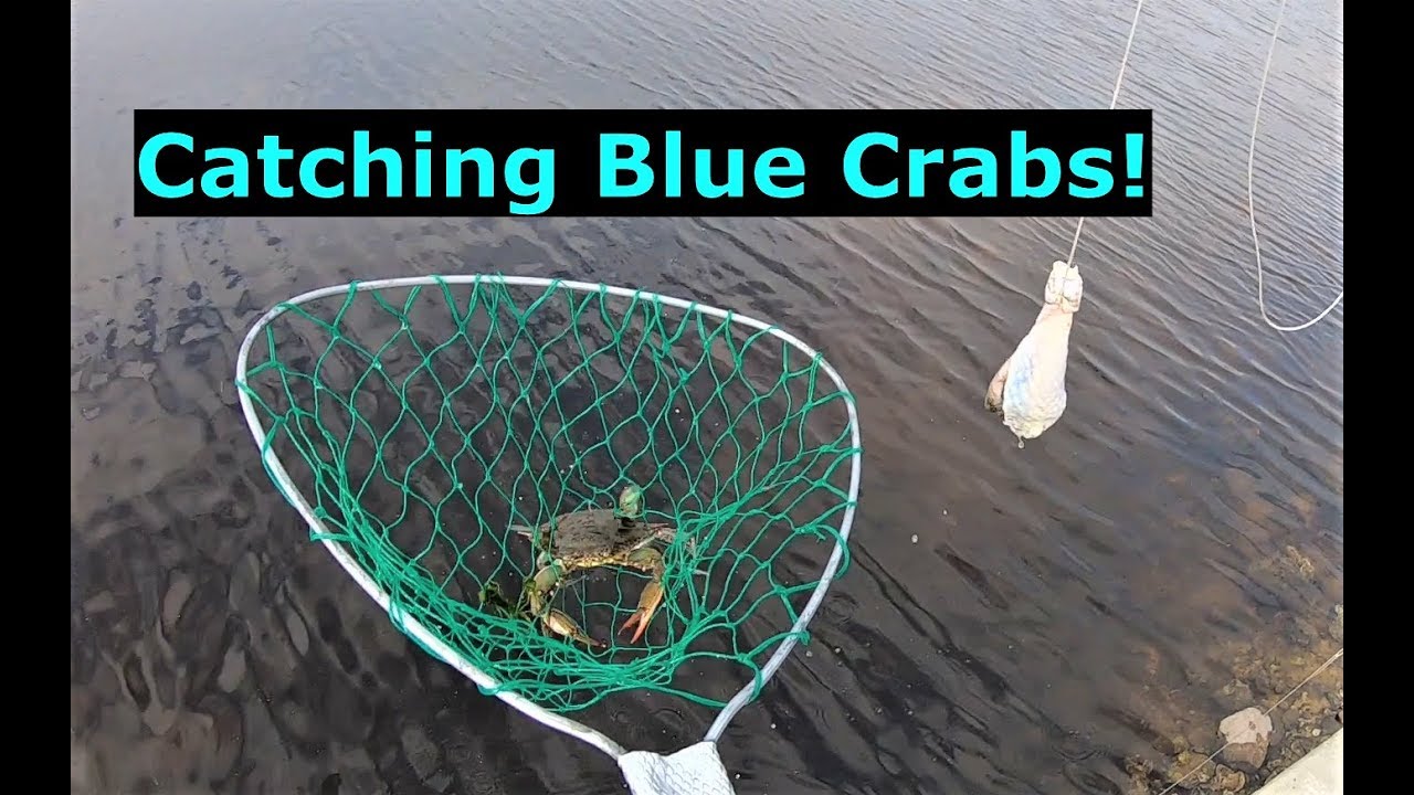 Catching Blue Crabs By Hand Line! Trout and Redfish Too! 