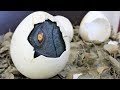 How to make a Dinosaur Egg.