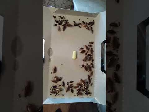 Эффективные ловушки от тараканов