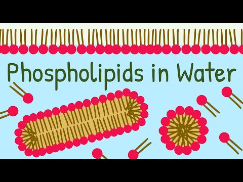 Phospholipids in Water: How Biological Membrane is formed